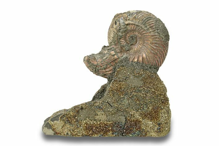 Iridescent, Pyritized Ammonite (Quenstedticeras) Fossil Display #266835